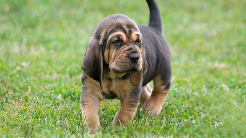 Bloodhound puppy taking a walk