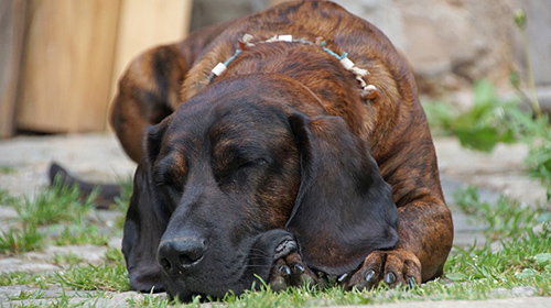 Bloodhound enjoying some lazy time and taking a nap