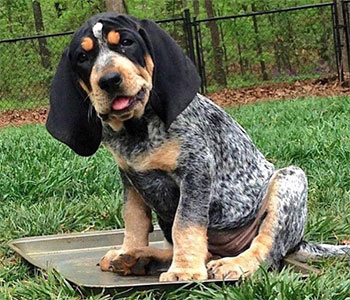 Bluetick Coonhound puppy sitting and enjoying life