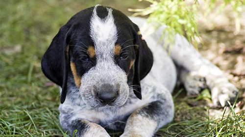 Bluetick Coonhound puppy getting ready to go to sleep after a hard day of play