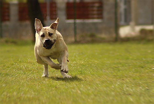 boerboel running showing power and agility