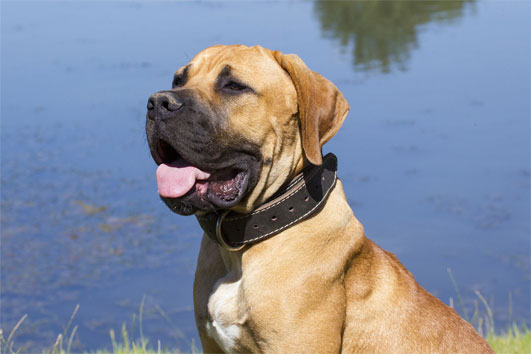 boerboel strong and intelligent