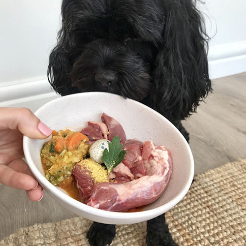 black dog receiving the bones and raw food diet for dogs