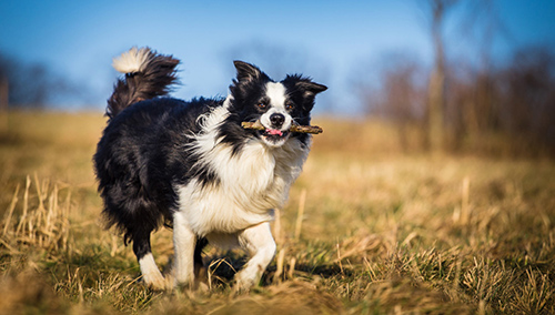 border collie running in the field with a stick in its mouth