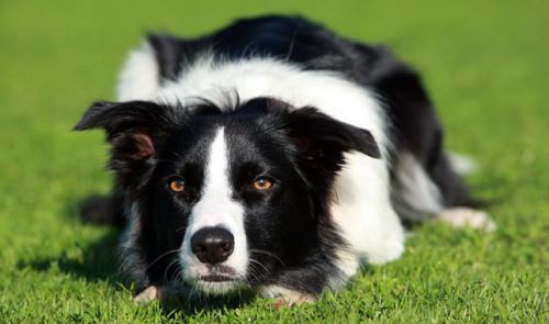 border collie crouching getting ready to pounce on its quarry.