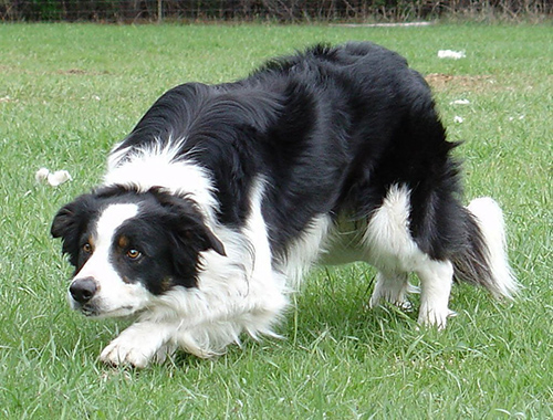 border collie dog in full stalk mode