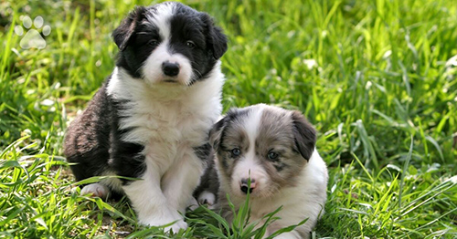 Two amazingly adorable and beautiful Border Collie puppies