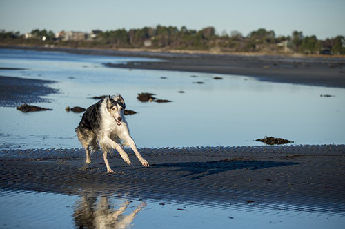 Borzoi dog running full sprint on the sand
