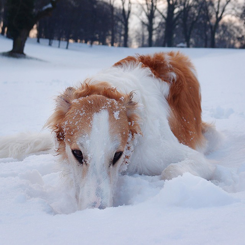 Borzoi dog resting in the snow