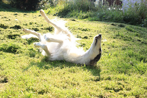 borzoi frolicking in the snow and enjoying herself