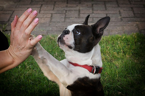 boston terrier giving its owner a high five