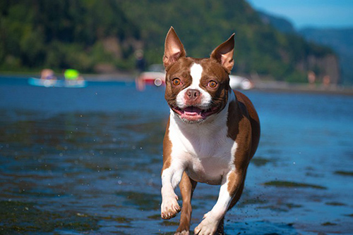 Boston Terrier dog running with the backdrop of a lake