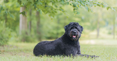 bouvier des flandres relaxing under a tree on a hot day