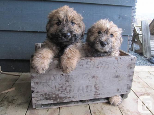 two adorable bouvier des flandres puppies inside of a wooden box