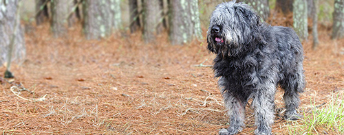 bouvier des flandres in the middle of a forest waiting to go to work