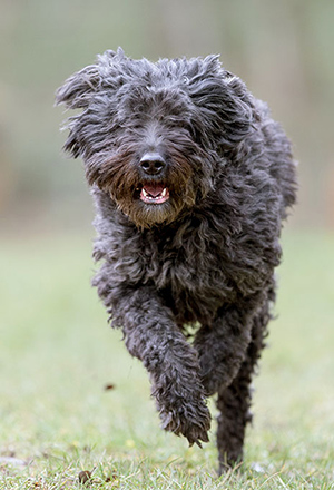 bouvier des flandres running and getting plenty of exercise