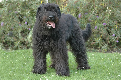 bouvier des flandres standing still and behaving while getting its picture taken