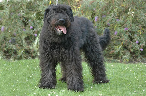 The Bouvier des Flandres: A Loyal Companion, But Not For Everyone With Allergies