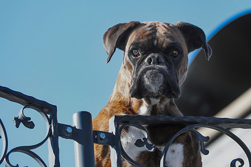 Boxer guard dog looking over the fence of the yard it is protecting