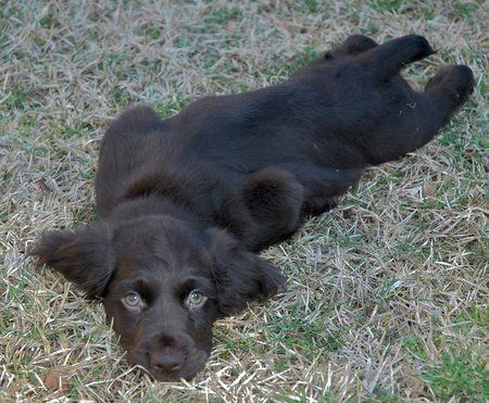 boykin spaniel rescue