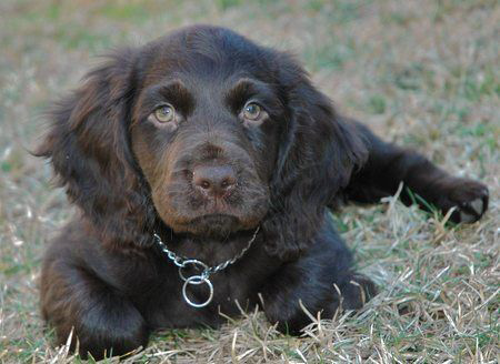 boykin spaniel temperament