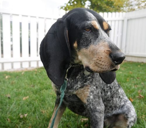 Bluetick Coonhound relaxing in the backyard