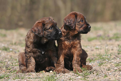 two adorable Briard puppies relaxing outdoors