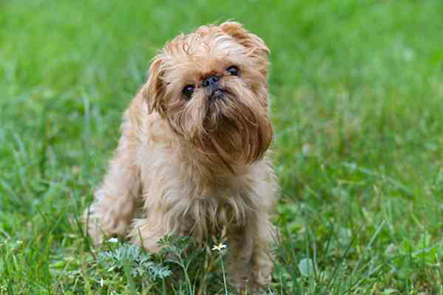 brussels griffon enjoying a hot day in the yard