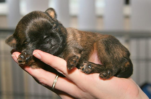 someone holding a tiny brussels griffon puppy in their hand