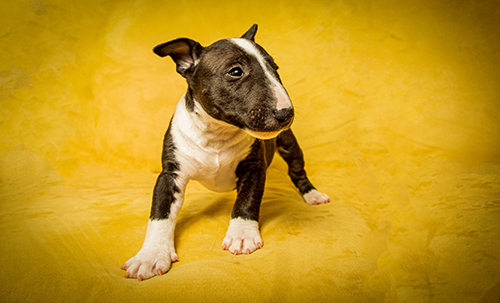 adorable colored bull terrier puppy in front of a yellow background