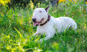 white bull terrier relaxing on the lawn on a hot day