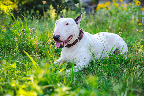 white bull terrier relaxing on the lawn on a hot day