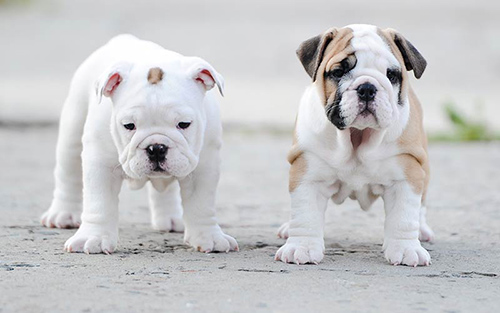 two Bulldog puppies standing and looking cute