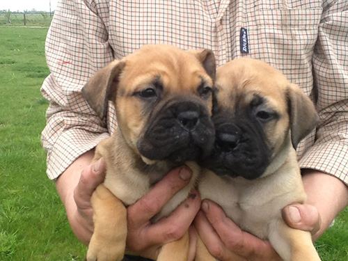 Breeder holding up two Bullmastiff puppies in his hands
