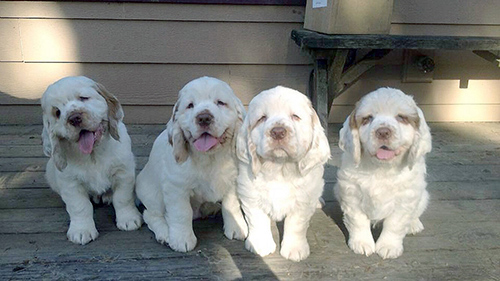 Clumber Spaniel puppies relaxing on the porch