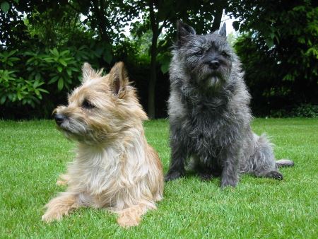 two cairn terrier relaxing in the yard