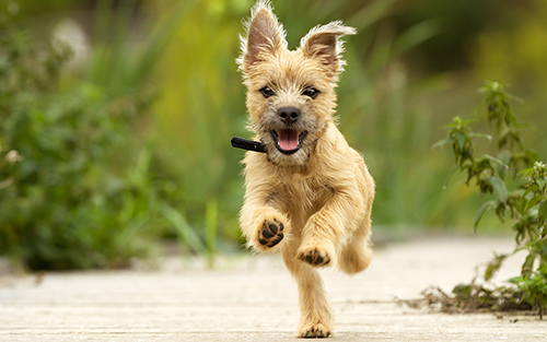 cairn terrier running and having fun