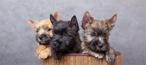 3 cairn terrier puppies in a basket looking too cute