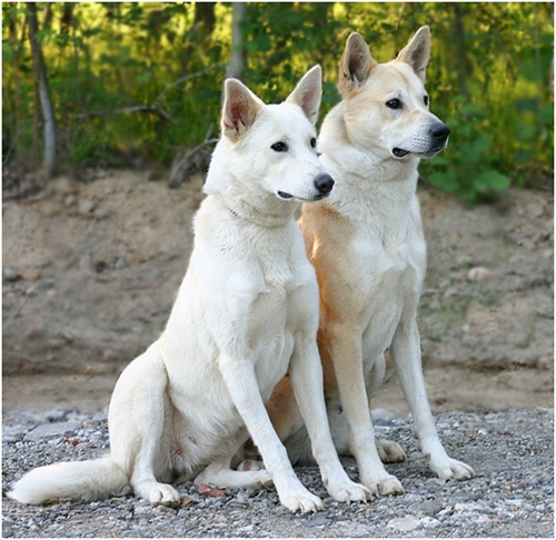 two canaan dogs sitting and looking for something to do