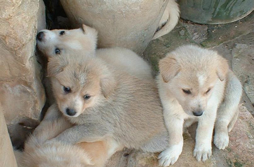 canaan dog puppies cuddling together looking shy and scared