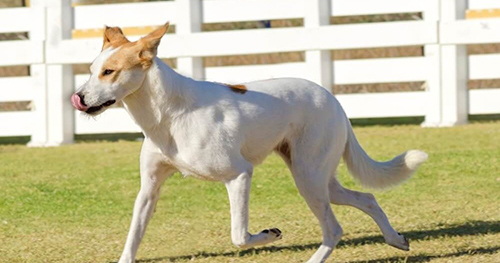canaan dog jogging on the farm