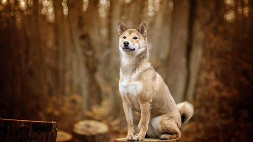canaan dog sitting with a forest in the background
