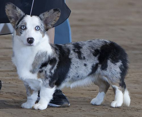 beautiful merle cardigan welsh corgi