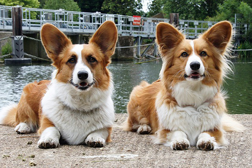 two cardigan welsh corgi laying together on the dock