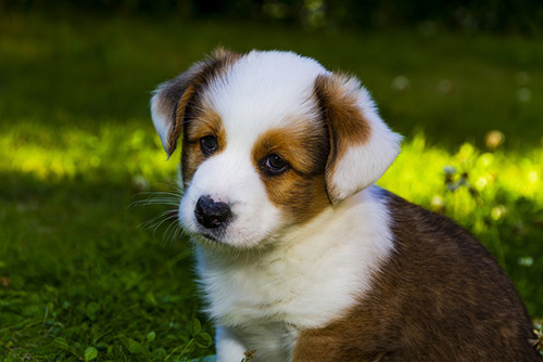 cardigan welsh corgi puppy looking sad