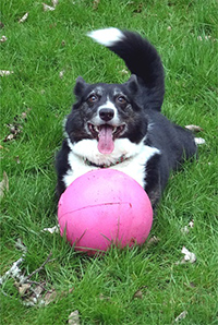 black and white cardigan welsh corgi looking happy playing with his pink ball