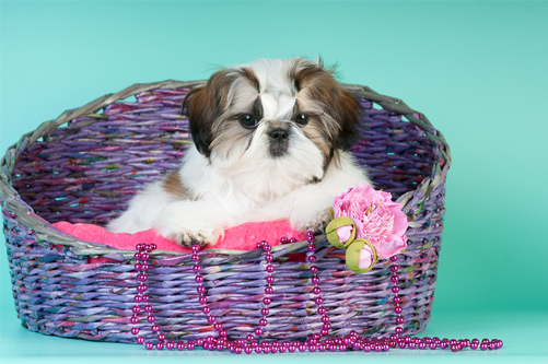 caring for a shih tzu puppy