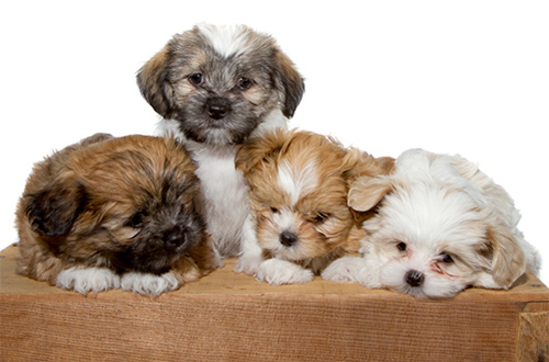 caring shih tzu puppies