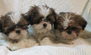 caring for shih tzu puppies