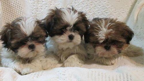 caring for shih tzu puppies